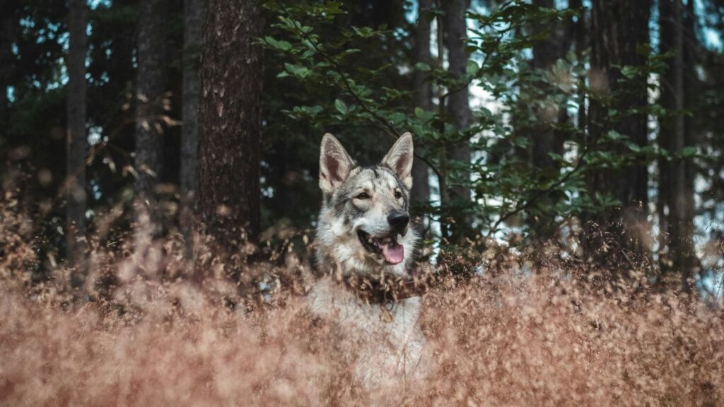 Wolfdog sitting in forest
