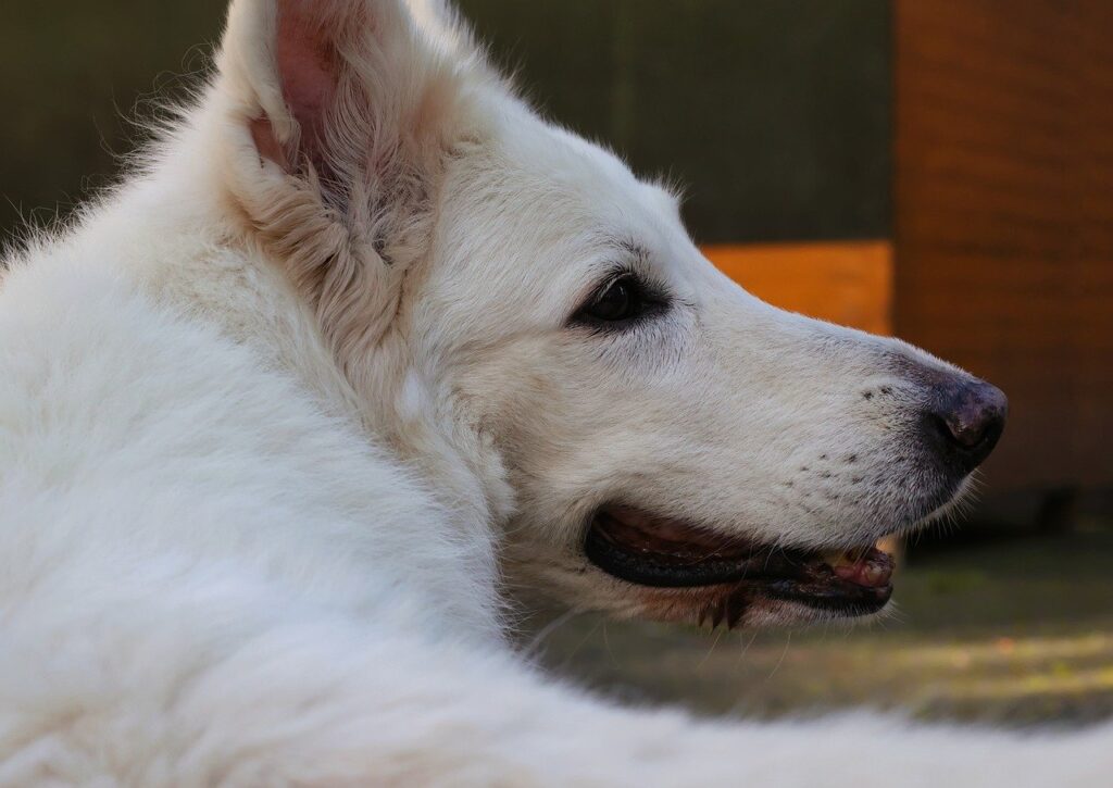 White German Shepherd alert