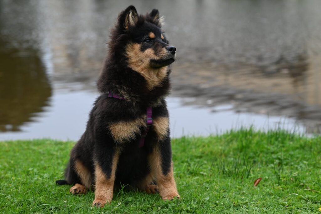 Finnish Lapphund puppy sitting near a lake
