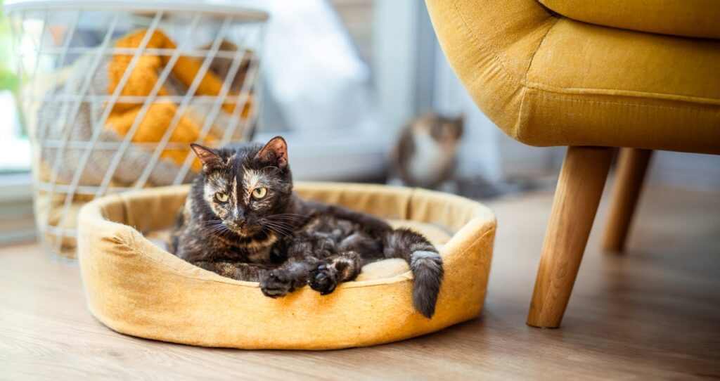 A tortoiseshell cat lounging in a cozy yellow pet bed next to a mustard-colored chair