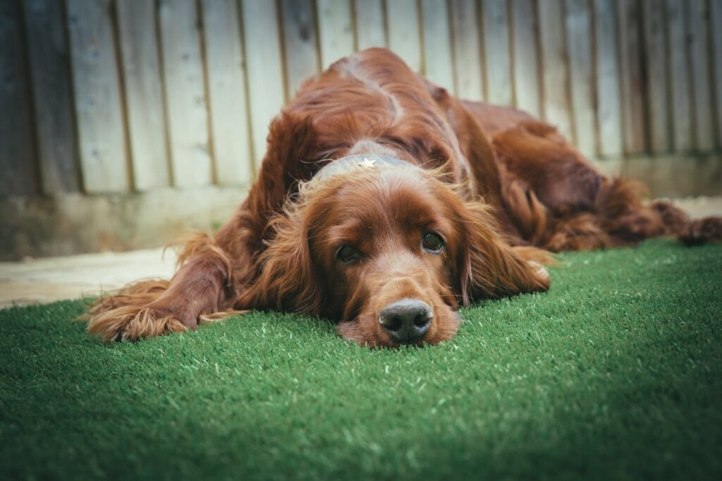 Irish Setter laying on artificial grass backyard