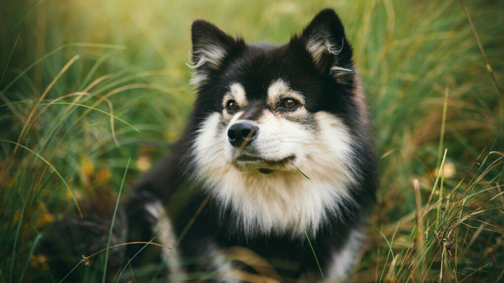 Finnish Spitz cute