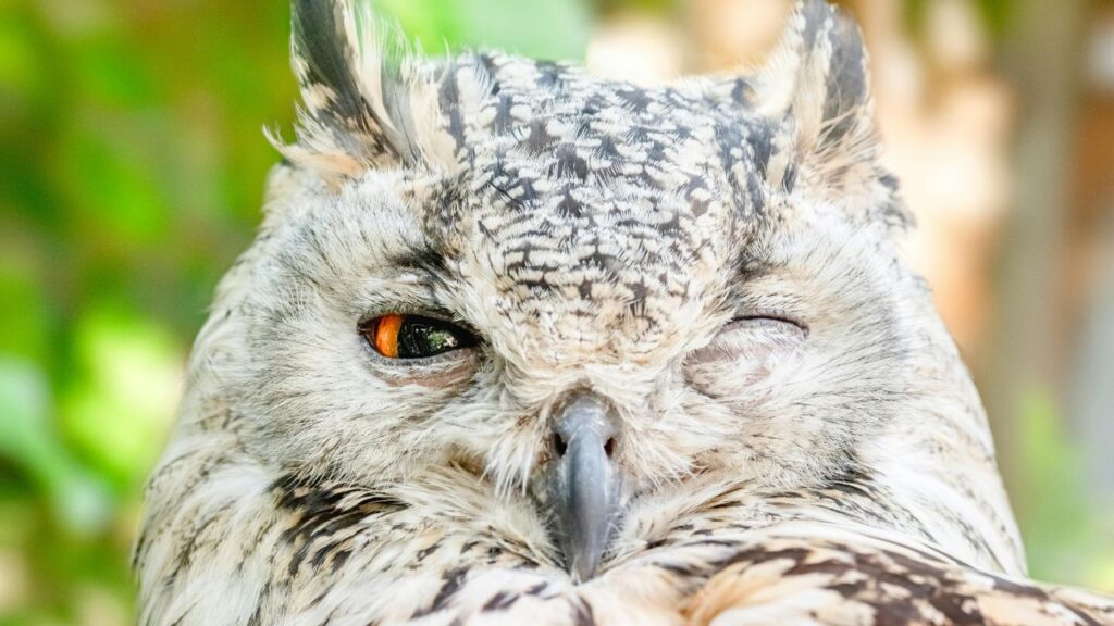 owl