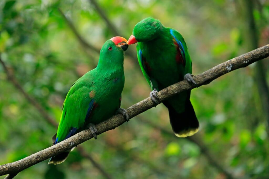 Two Eclectus Parrots Sitting on a branch