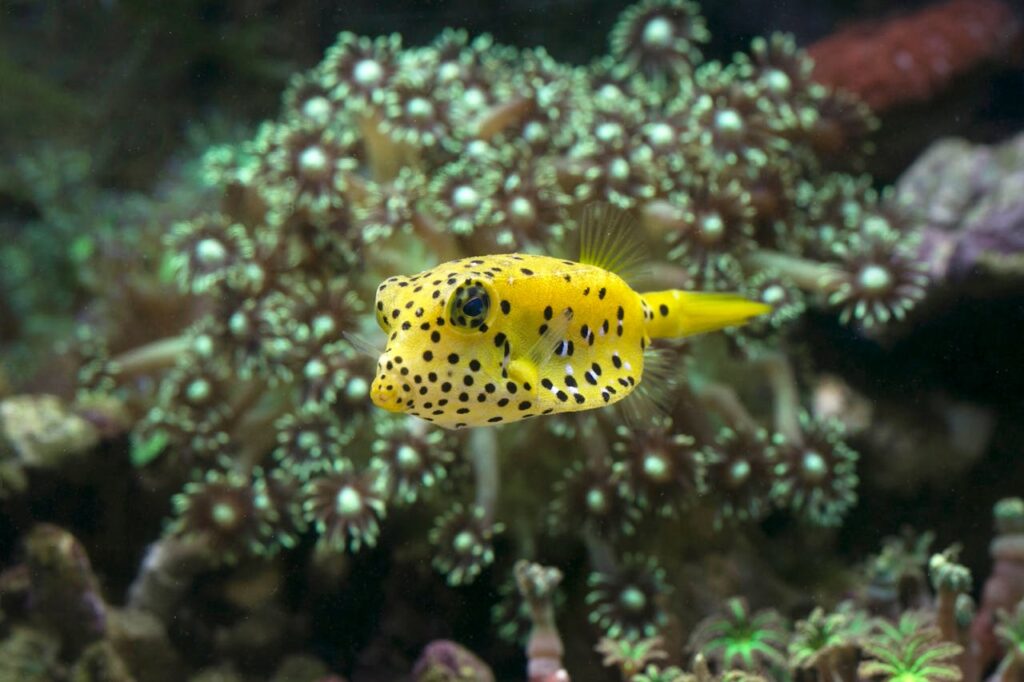 Boxfish