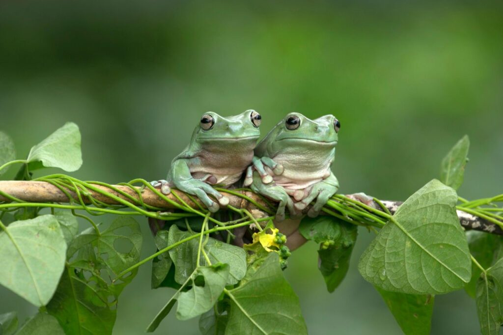 White's Tree Frogs