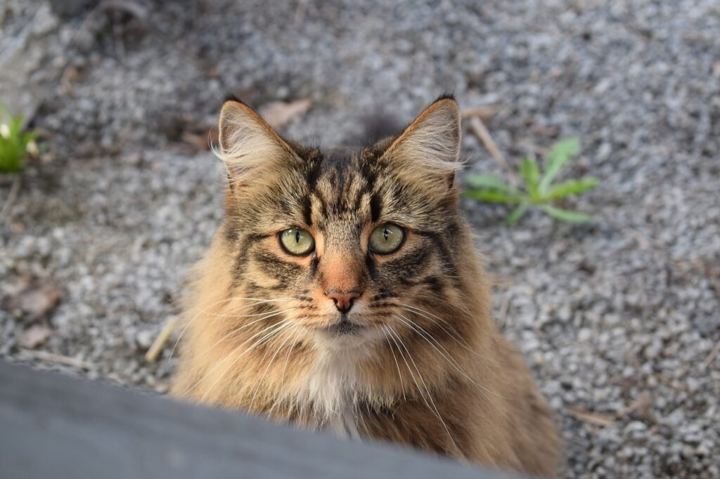 A Curious Norwegian Forest cat