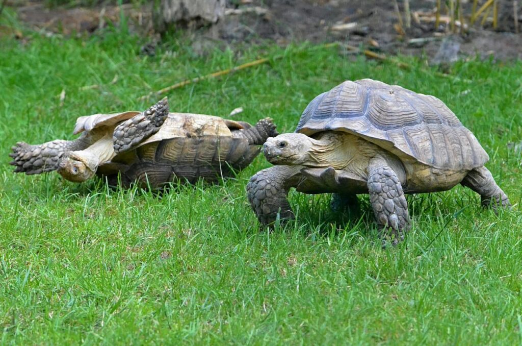 tortoises playing