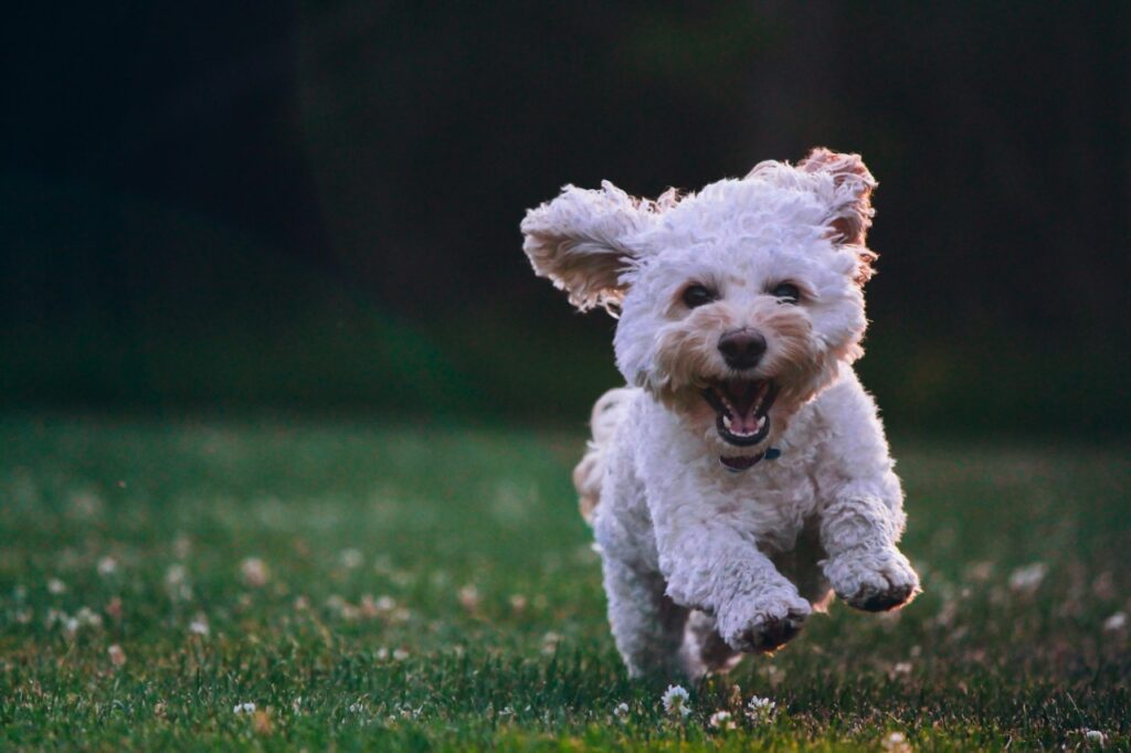 Fluffy white Puppy joyfully running outdoors