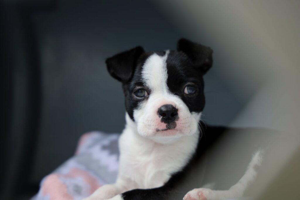 Boston Terrier puppy staring with curious expression