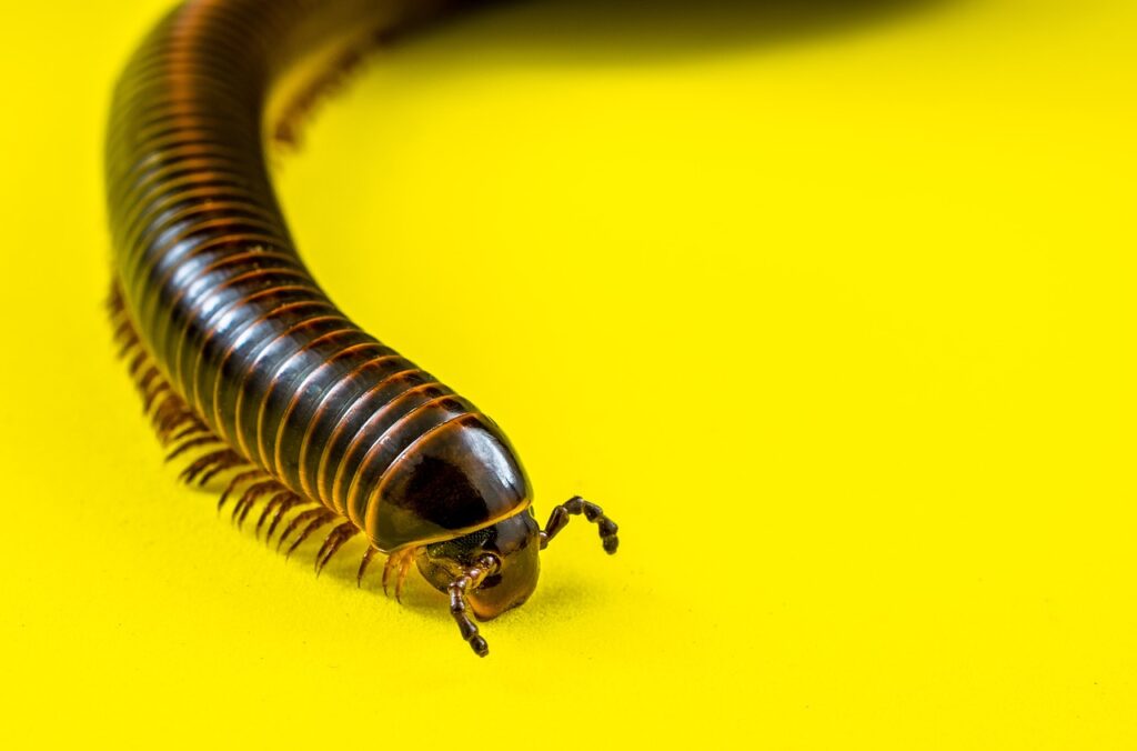 A Millipede in yellow background