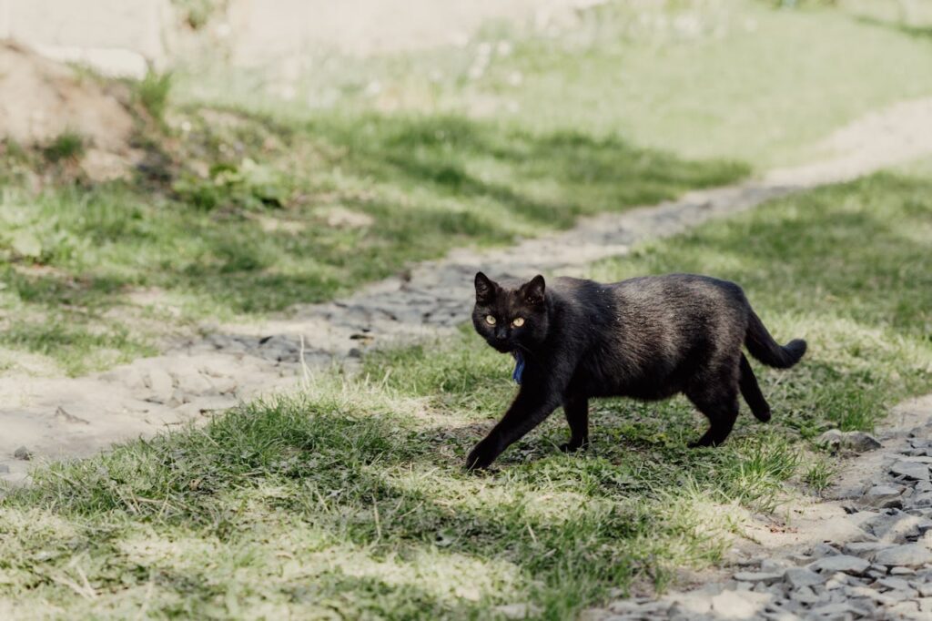 Bombay cat walking on grass path outside