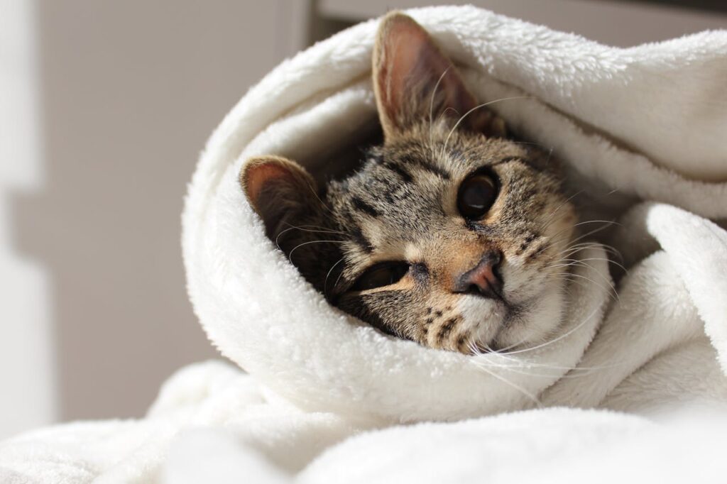 A tabby cat comfortably wrapped in a soft white blanket, looking cozy and relaxed