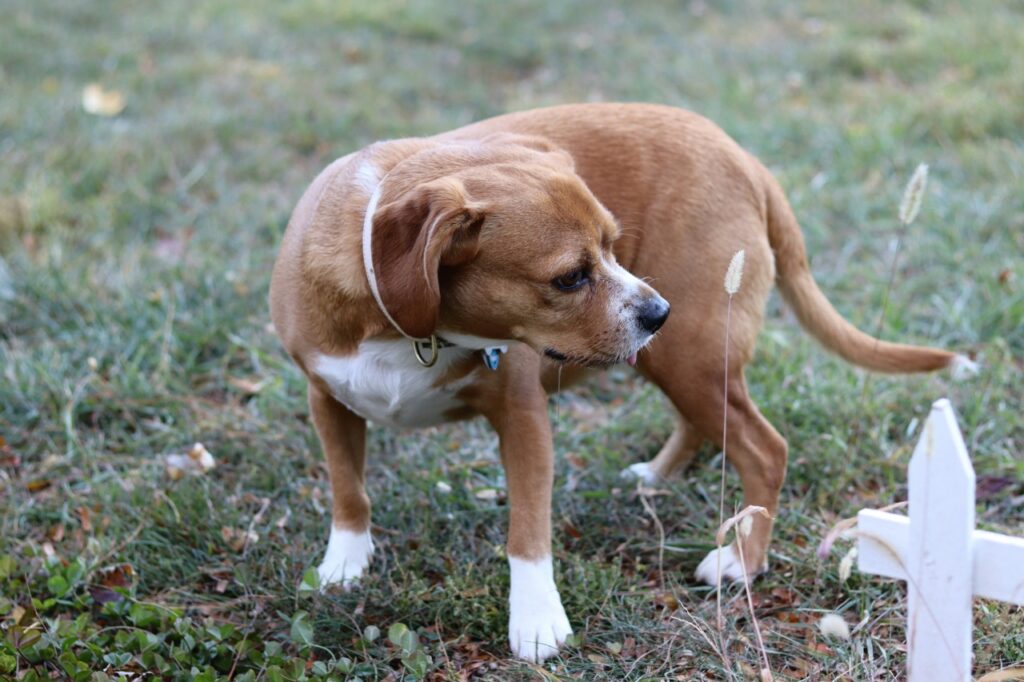 Puggle dog on a grassy field