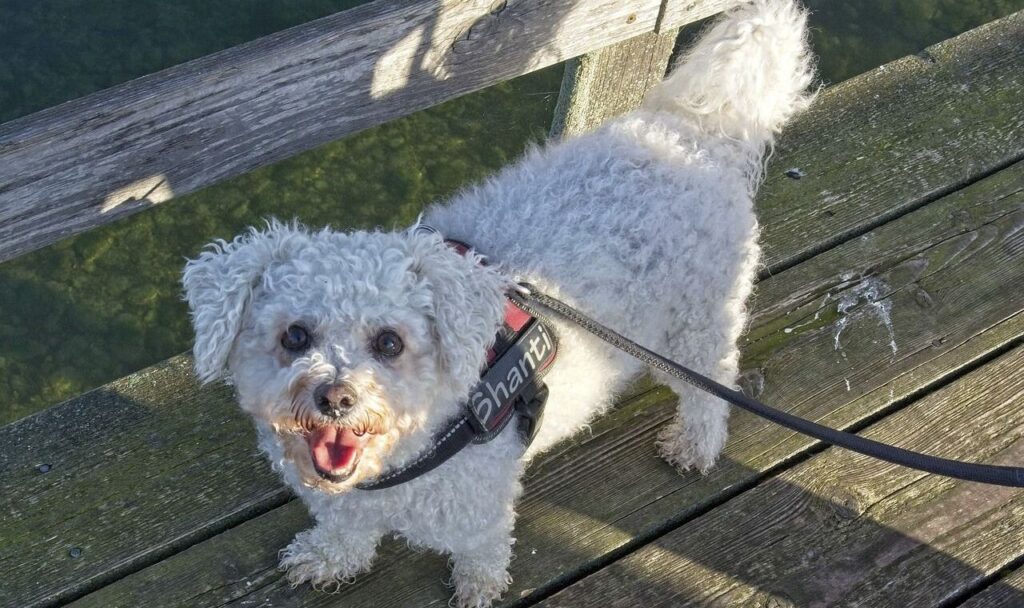 Bichon Frise on a wooden deck