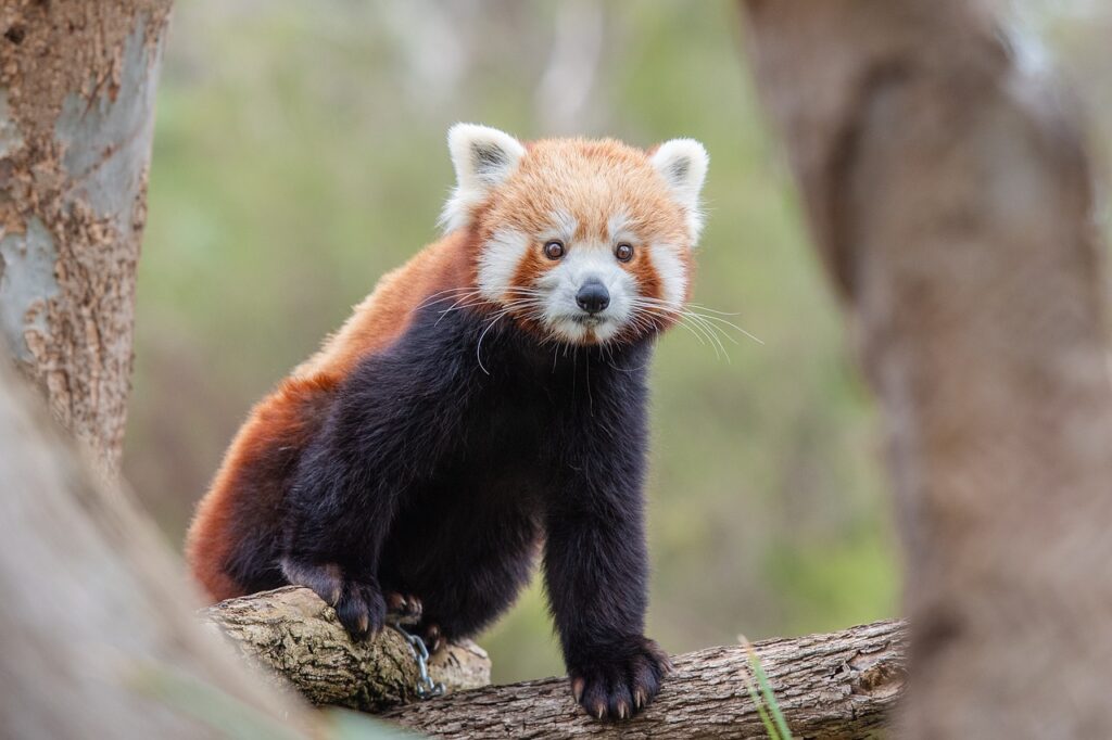 Red Panda from afar
