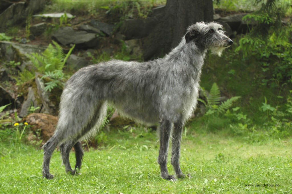 Scottish deerhound