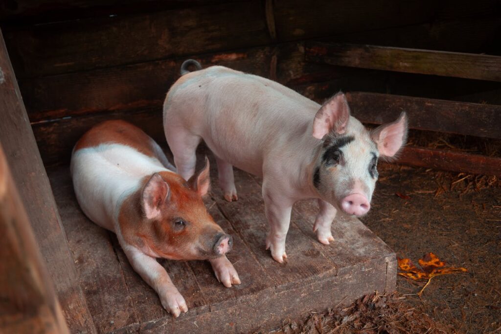 Two piglets relaxing inside wooden shelter