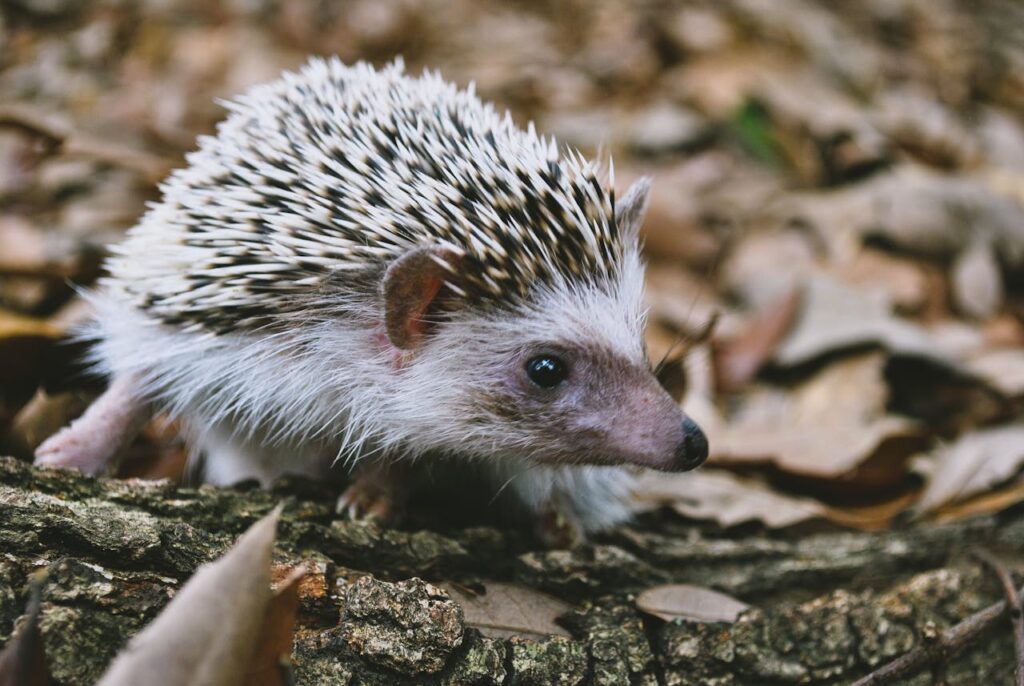 Hedgehog walking on fallen leaves and bark