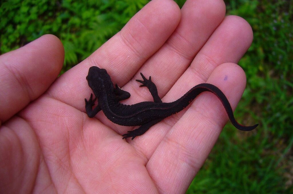 Fire-Bellied Newt on person hand