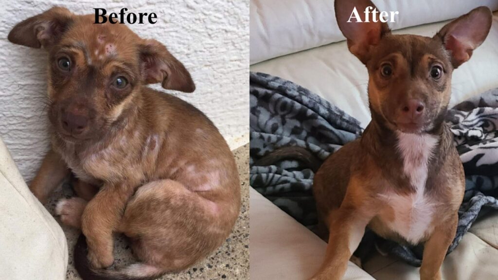 Remi's transformation