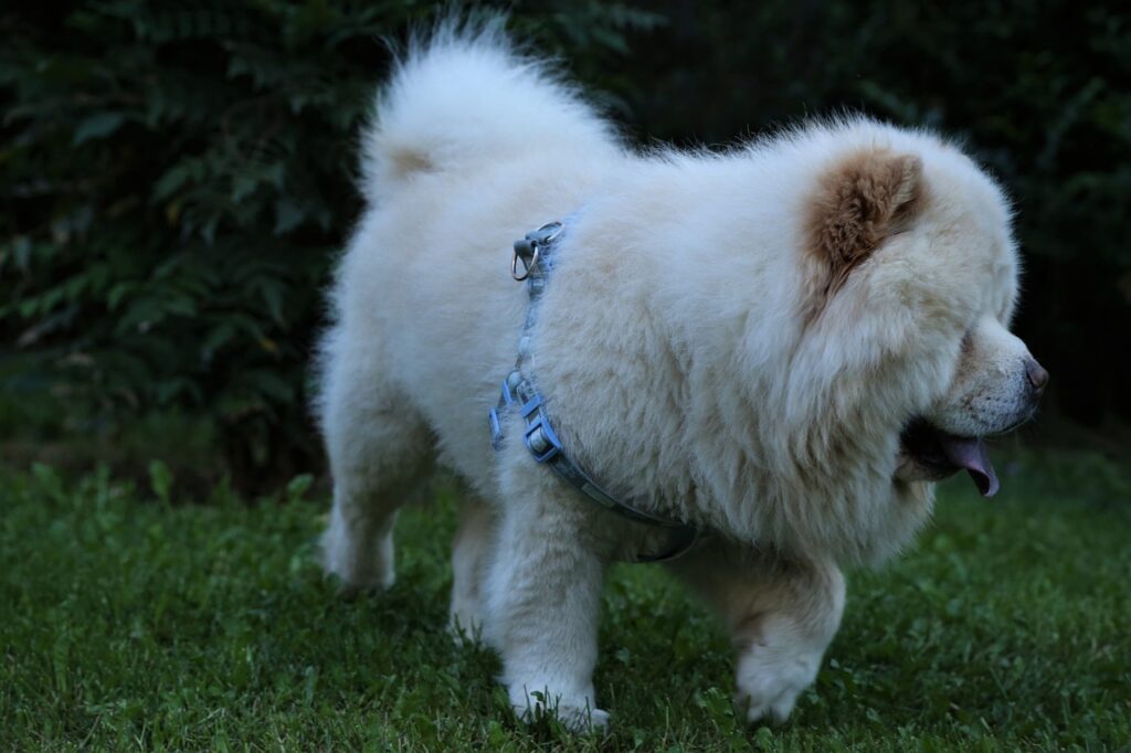 Fluffy white Chow Chow in grassy field