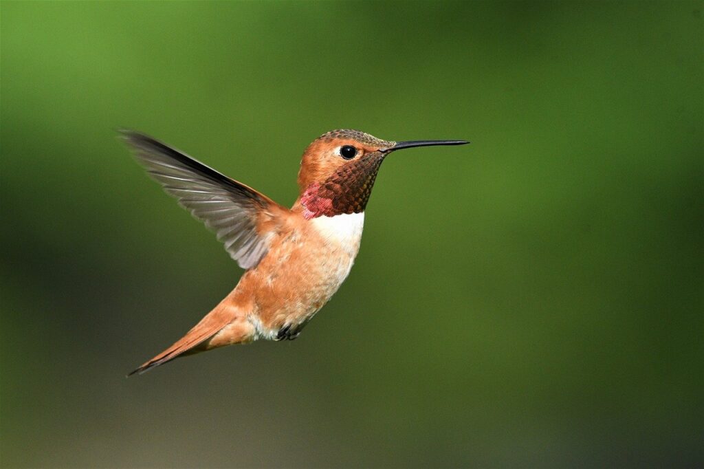 Hummingbird