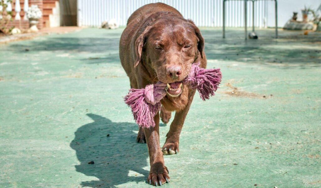 Labrador with purple rope toy