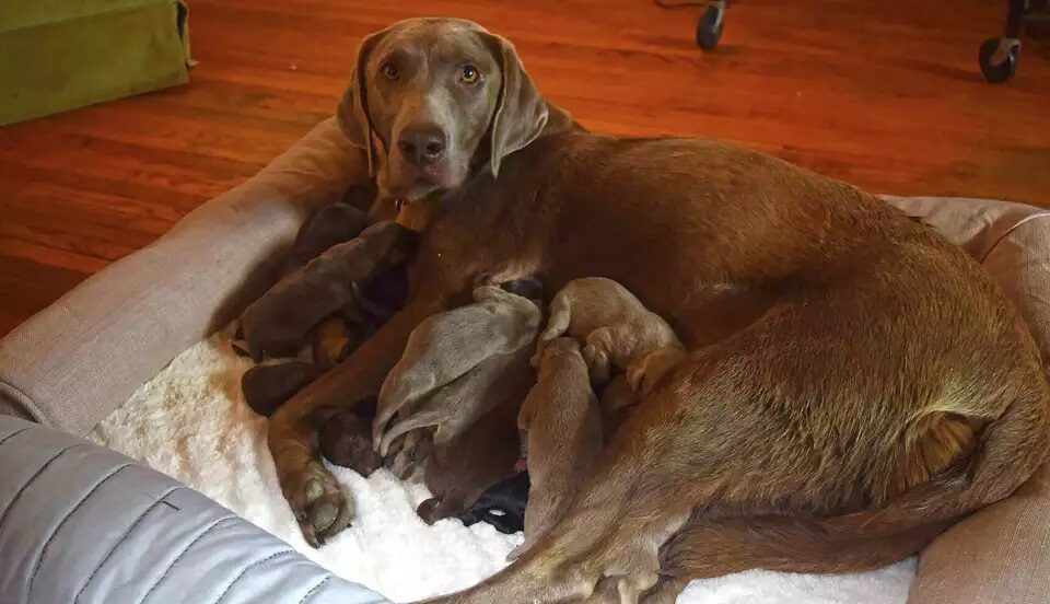 Labrador record litter
