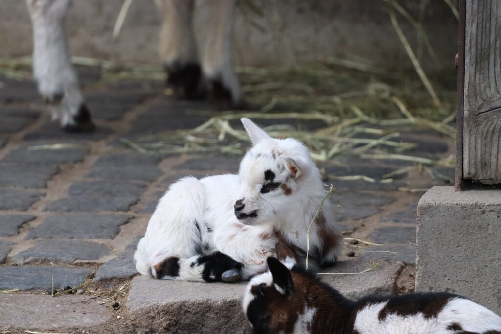  Pygmy goat resting