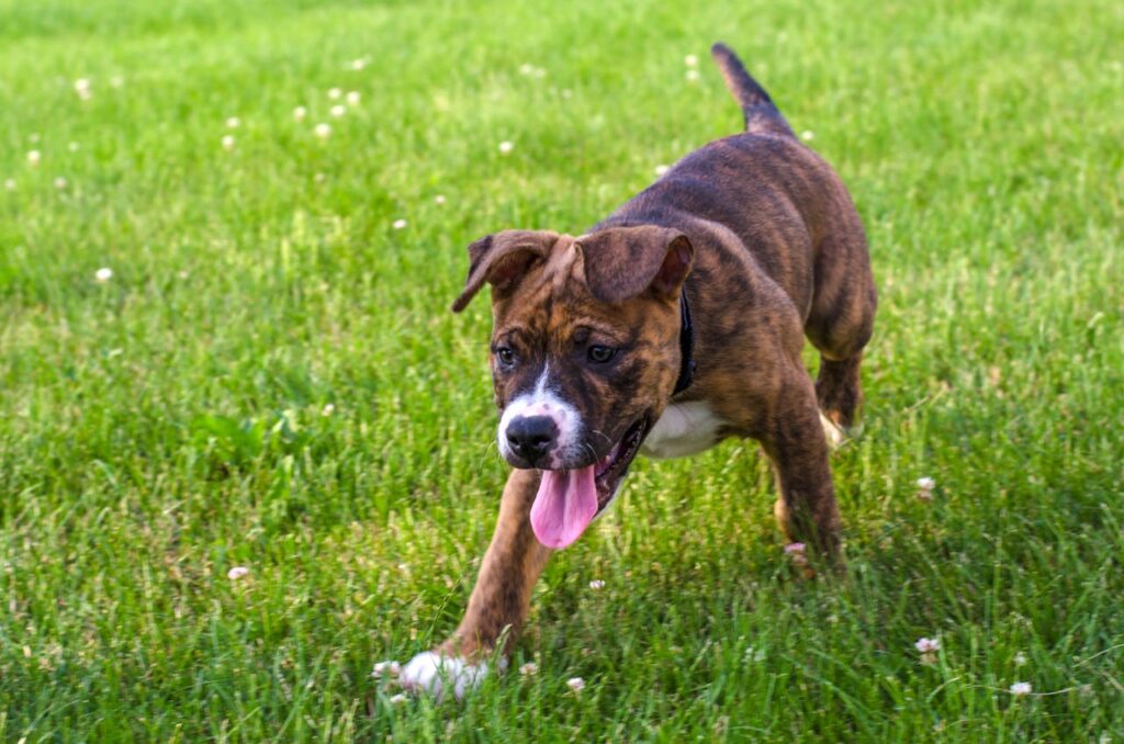 Brindle Pitbull puppy running on green grass