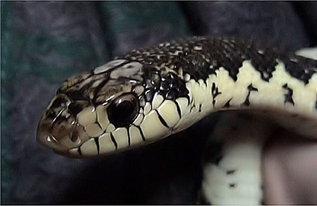hognose snake