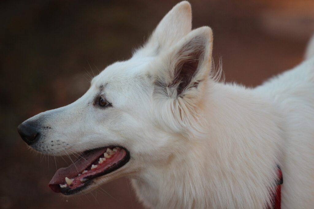 Profile of a White German Shepherd dog