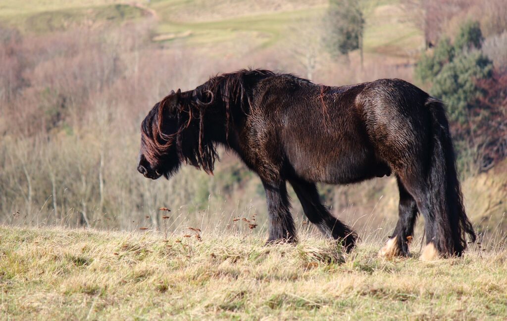 A Fell Pony