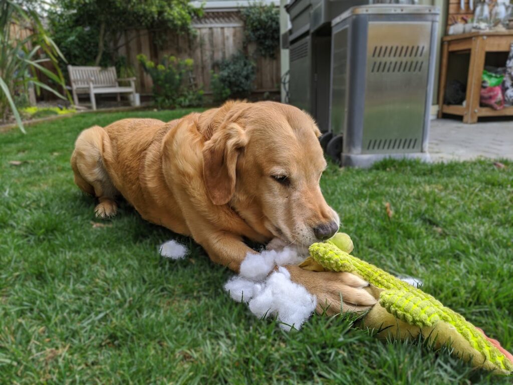 Golden Retriever chewing toy playfully backyard