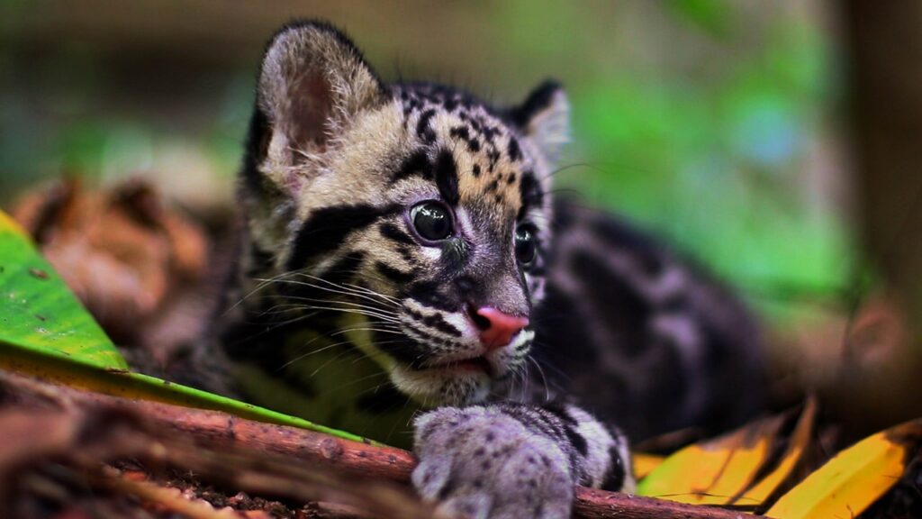 A Clouded Leopard