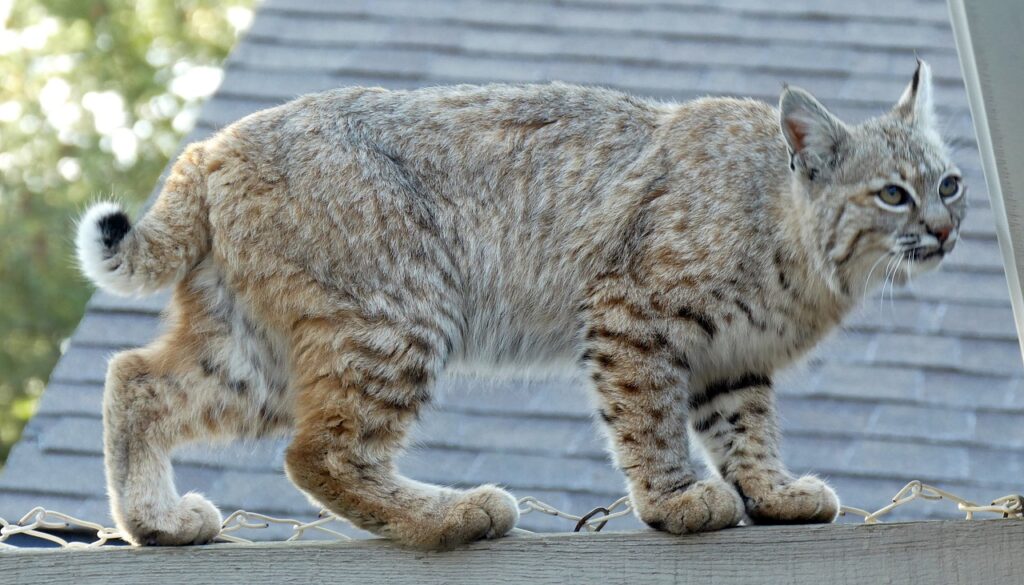 Bobcat on a fence