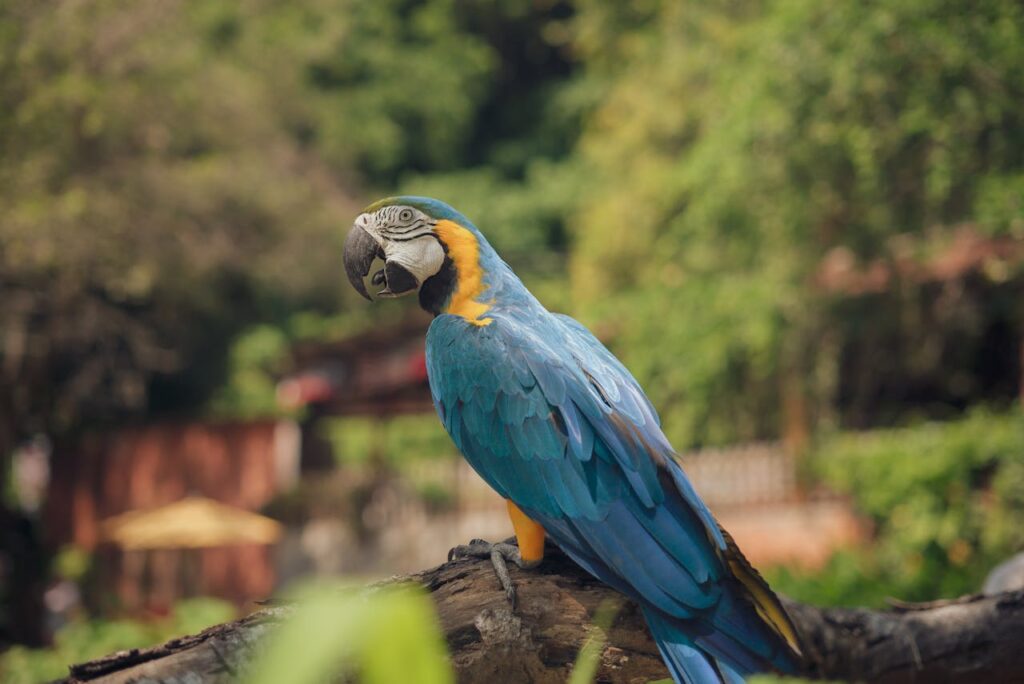 Blue-and-yellow Macaw perched on branch outdoors
