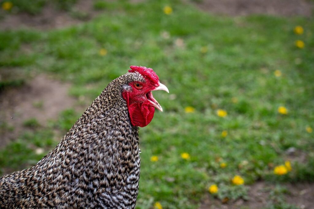 Loud Rooster