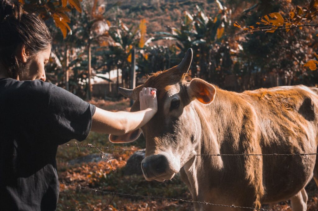A person petting a brown cow gently
