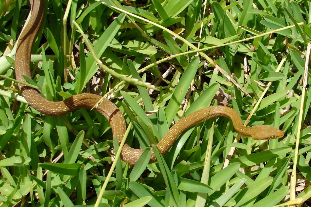 Seychelles_wolf_snake