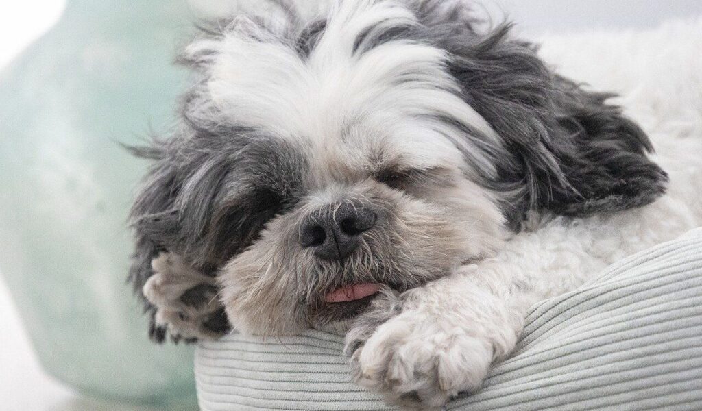 A Shih Tzu peacefully sleeping on a cushion.