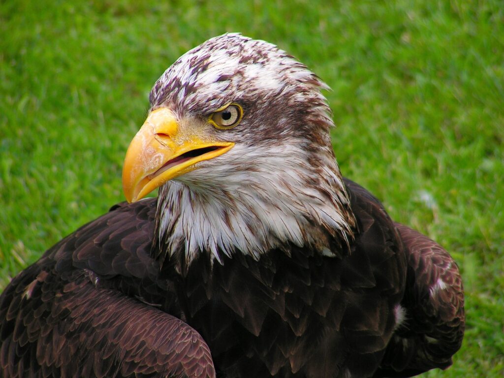 A Bald eagle on the ground