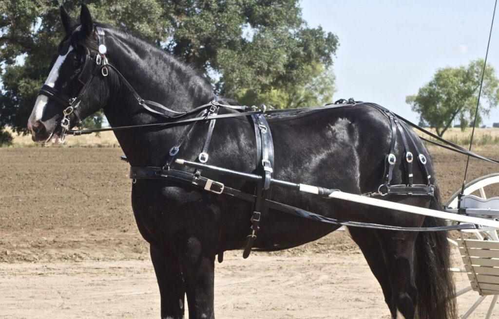 Black Shire horse in harness.