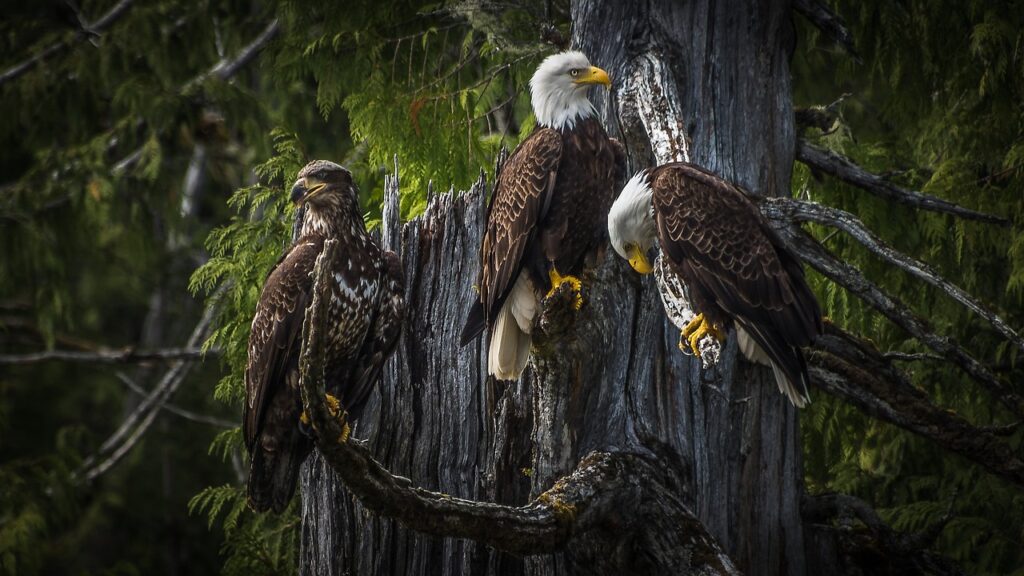 Bald Eagles