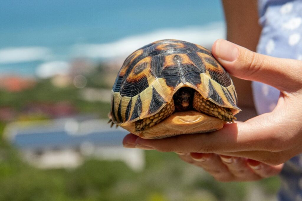 Tortoise playing