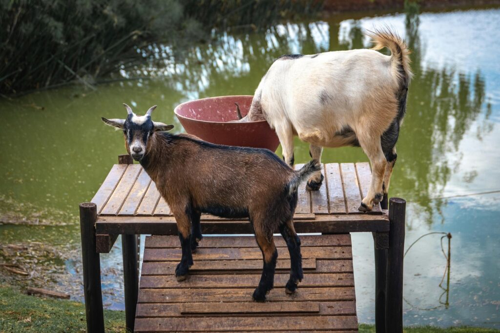 A Pair of Pygmy Goats