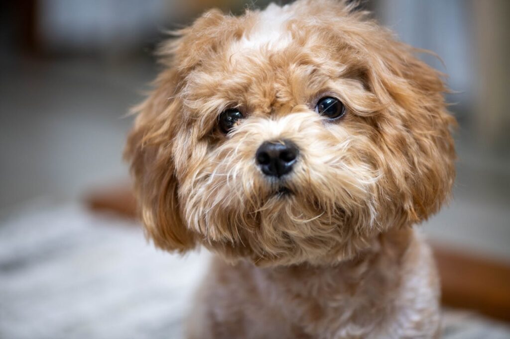 Adorable Poodle dog gazing with curious eyes
