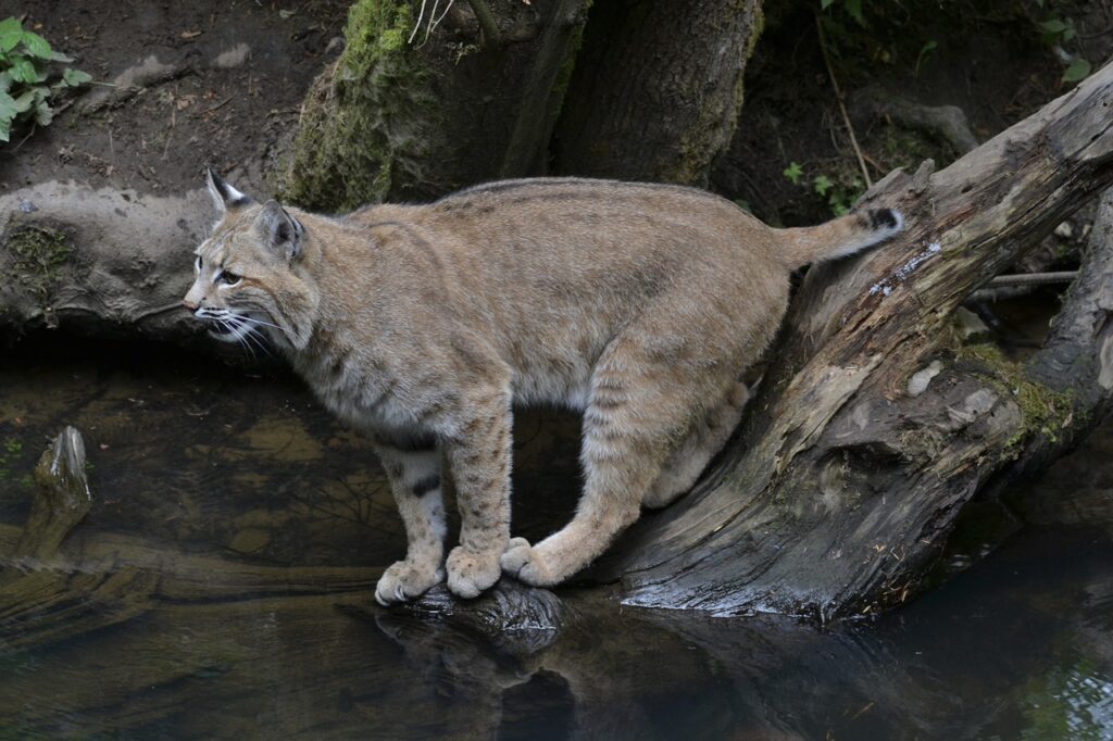 Bobcat on a ledge