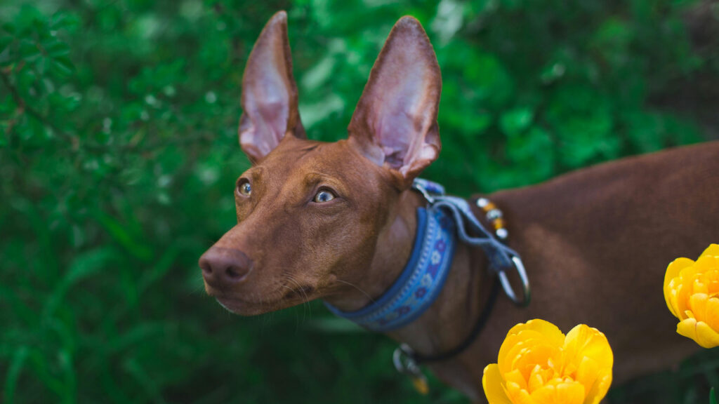 A Pharoah Hound